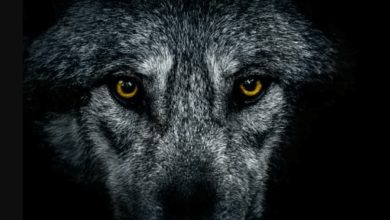 Wallpaper:8xsof43zhre= Wolf