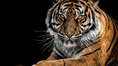 Wallpaper:0l1sjr6jf2q= Tigers