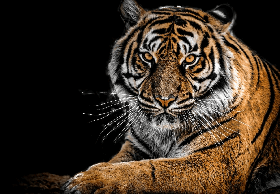 Wallpaper:0l1sjr6jf2q= Tigers