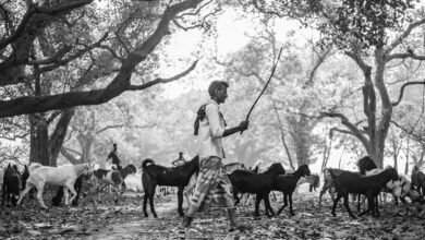 business environment analysis report